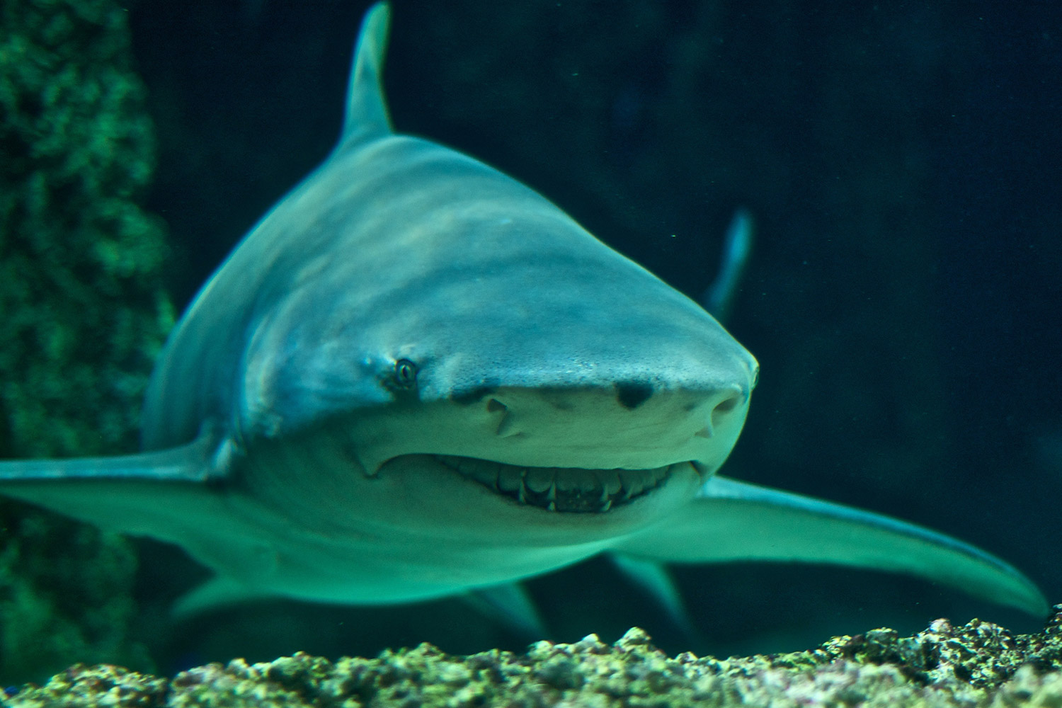 Haai Shark Bay Sal Kaapverdische Eilanden
