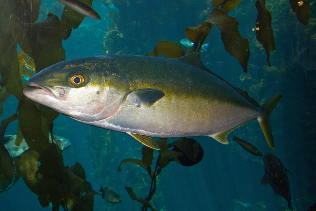 Amberjack, geelstaart vis in Kaapverdië