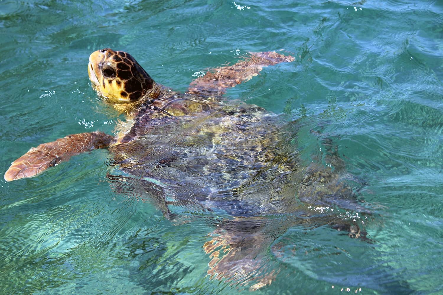 Schildpad in de zee nabij het eiland Boa Vista in Kaapverdië