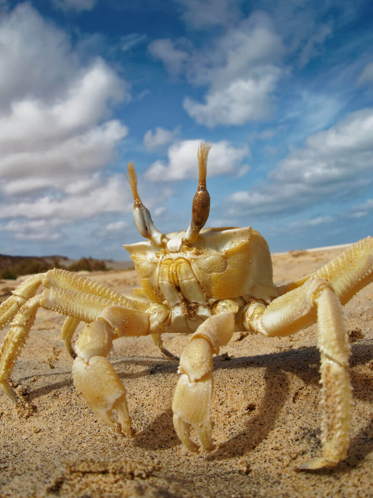 Krabbetje woestijn Boa Vista Viana duinen Kaapverdië