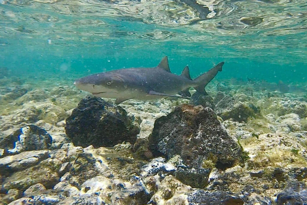 Haai Shark Bay op Sal in Kaapverdie